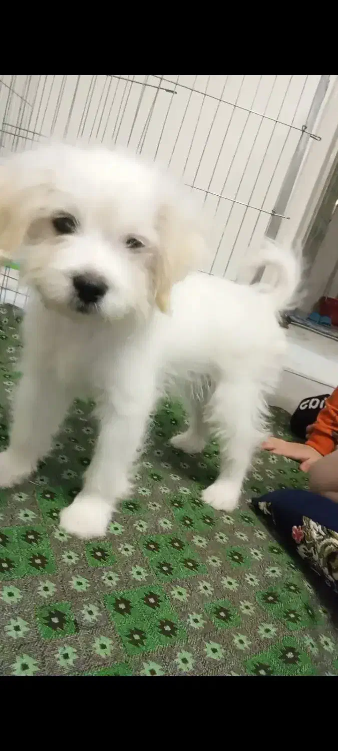 سگ شیتزو تریر|سگ|محمدیه-قزوین, |دیوار