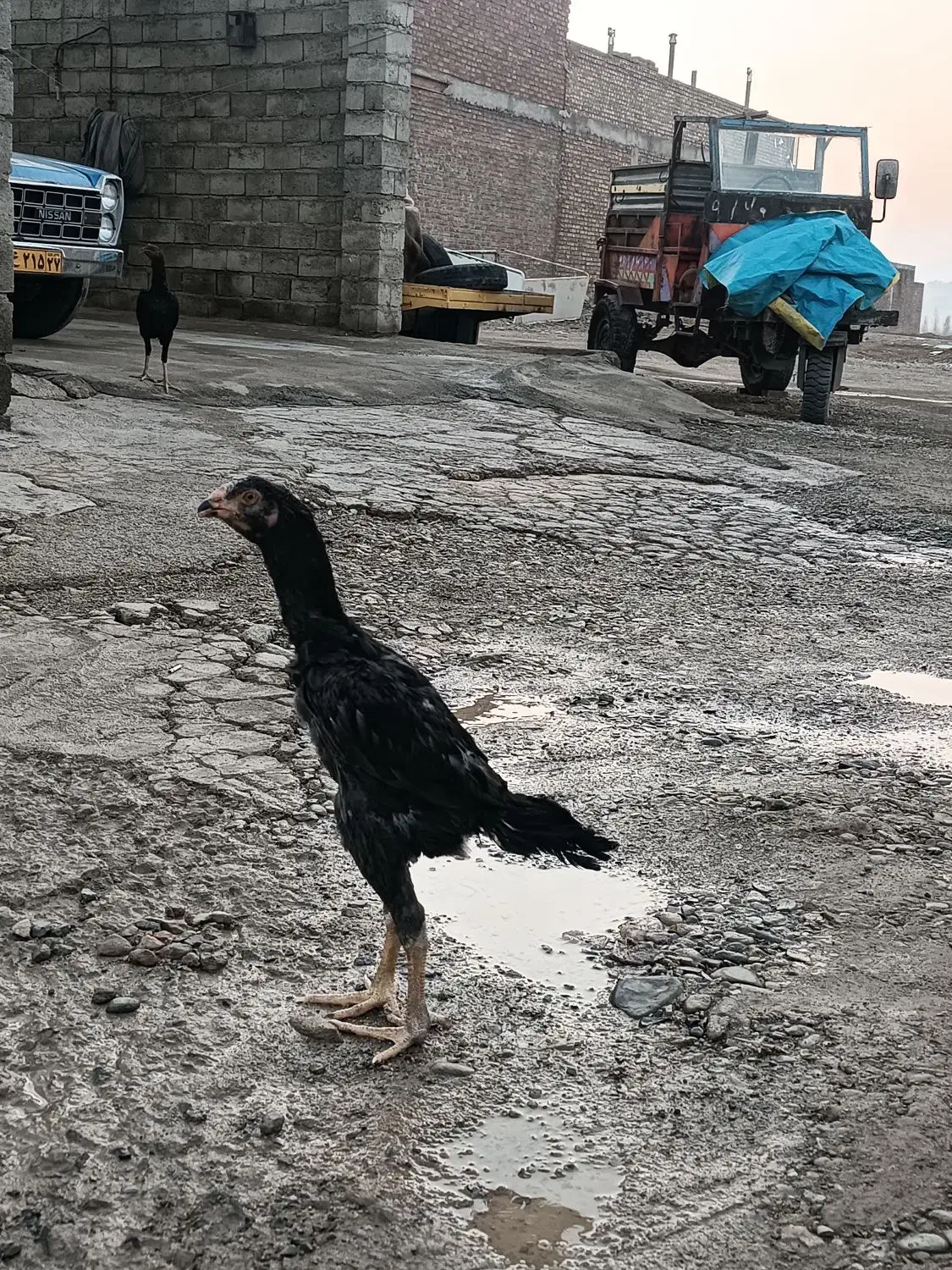 لاری جوجه خروس|حیوانات مزرعه|بوکان, |دیوار