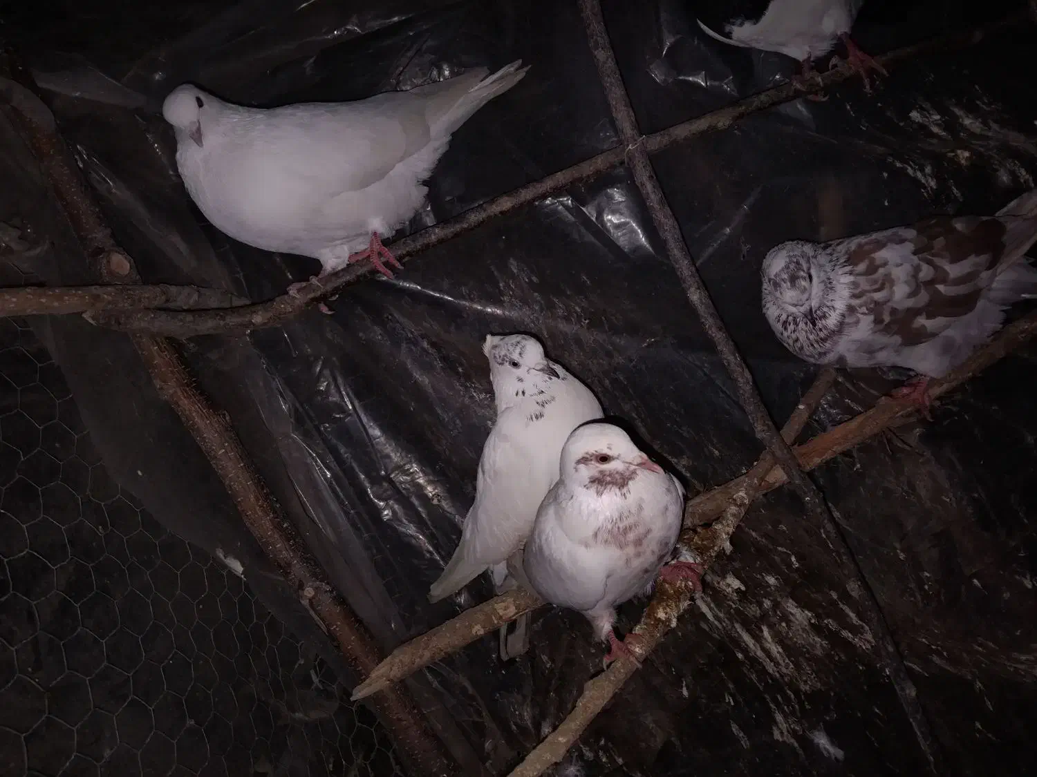 کبوتر پروازی|پرنده|کلاچای, |دیوار