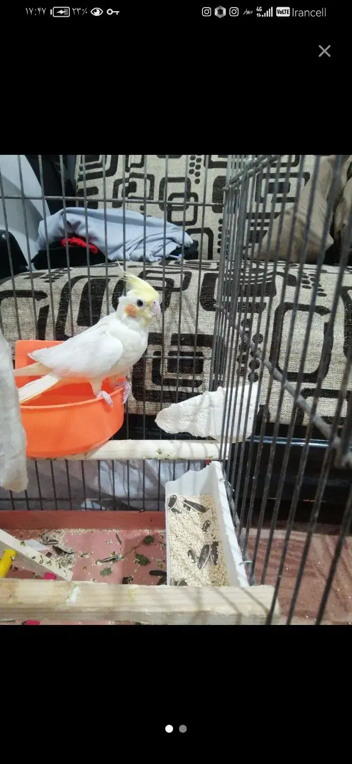 عروس هلندی نر  معاوضه|پرنده|پیشوا, |دیوار