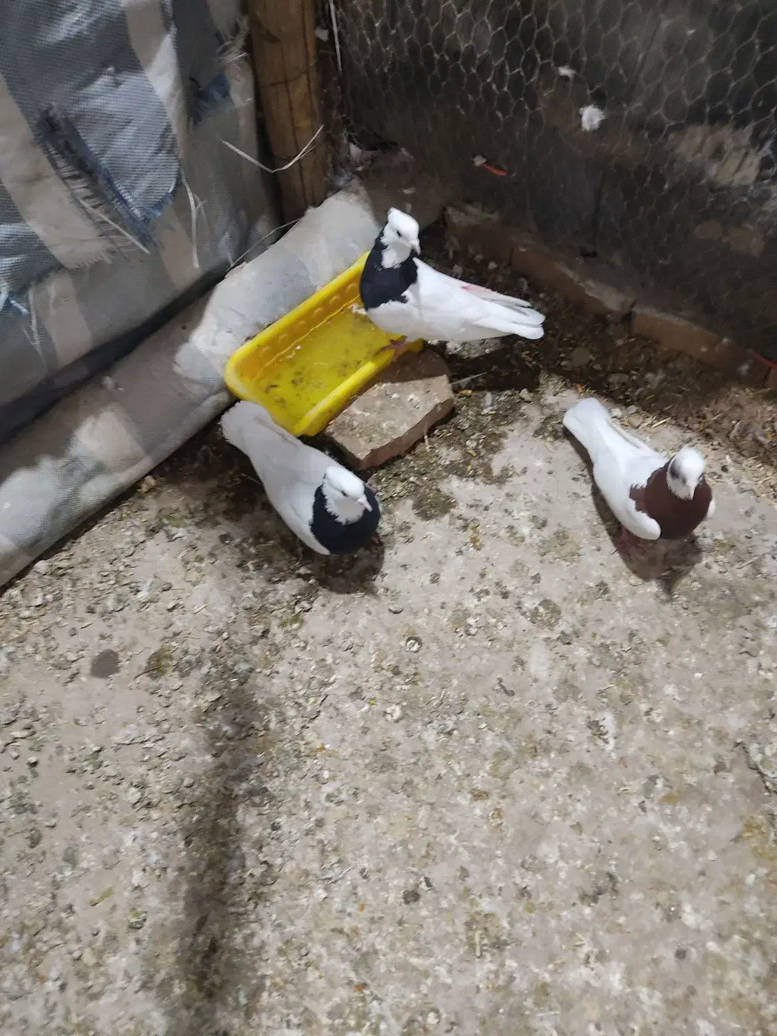 طوقی|پرنده|میاندوآب, |دیوار