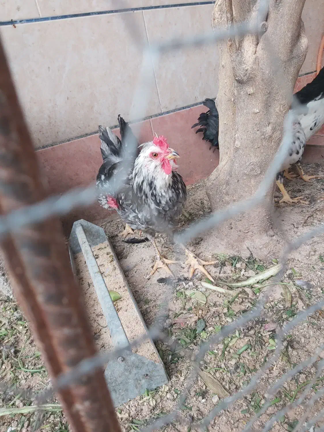 مرغ خروس گلین|حیوانات مزرعه|برازجان, |دیوار