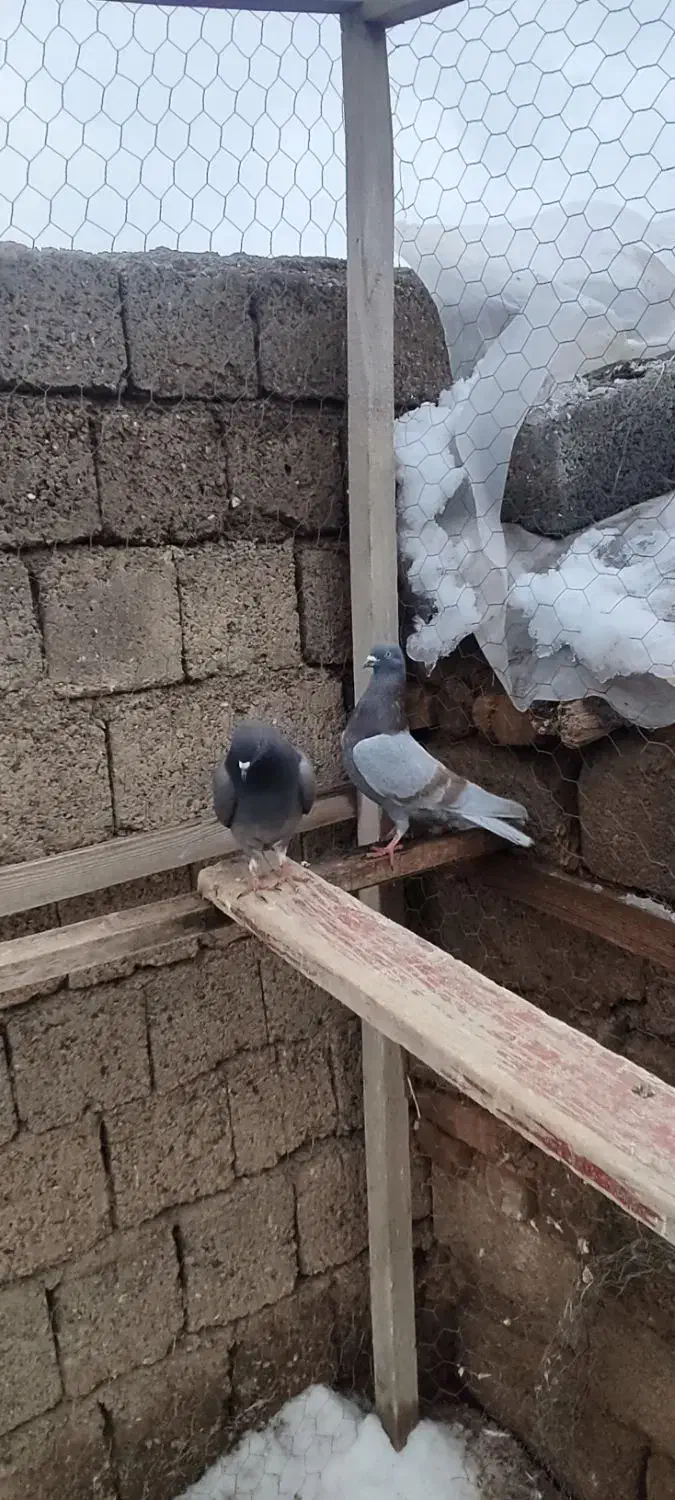 کبوتر پرشی|پرنده|پیرانشهر, |دیوار