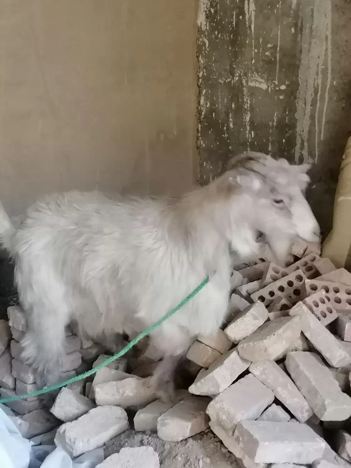 بز سر حال|حیوانات مزرعه|نسیمشهر, |دیوار