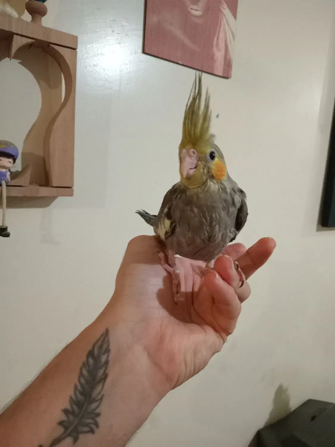 عروس هلندی حرف زن  و جوجه   وغیره|پرنده|پاکدشت, شهرک انقلاب|دیوار