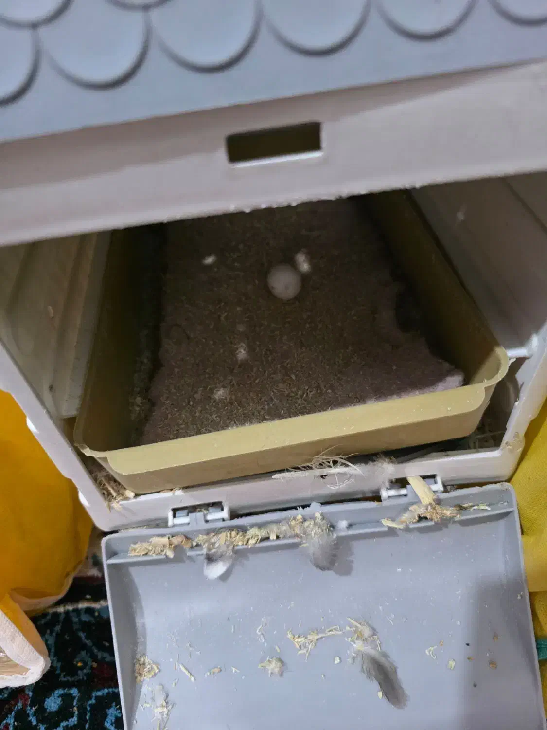 یک جفت عروس هلندی وایت فیس بالغ|پرنده|خورموج, |دیوار