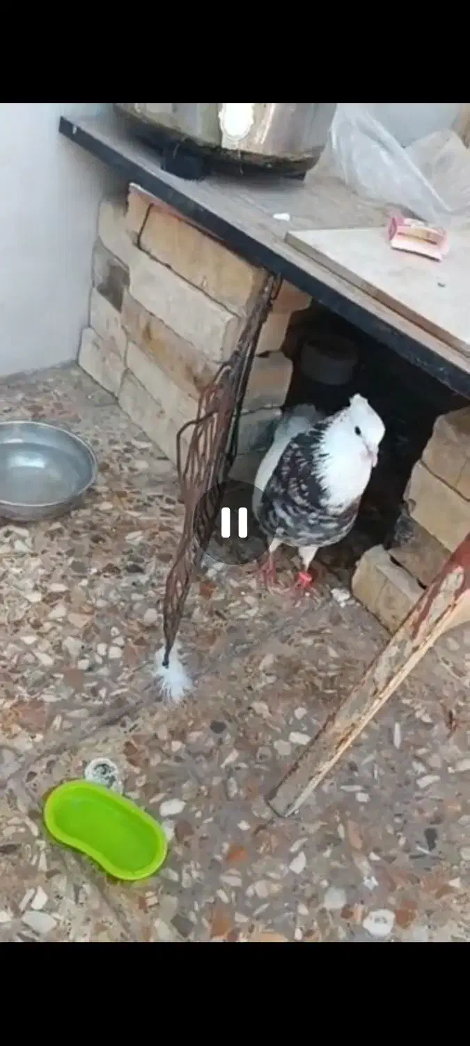 طوقی هفت رنگ نر|پرنده|اهواز, شهرک اندیشه|دیوار