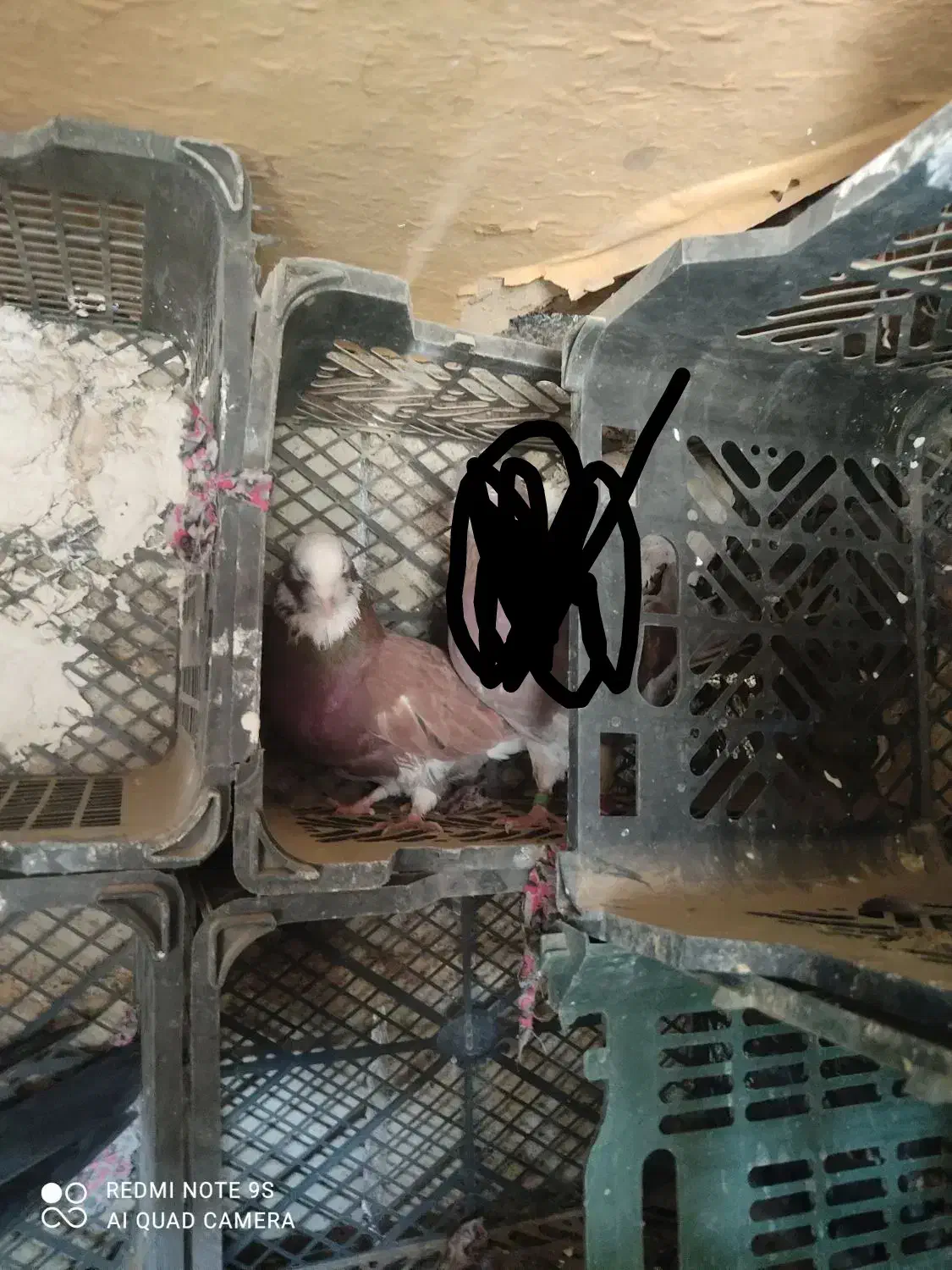 کفتر تهرانی|پرنده|زابل, |دیوار