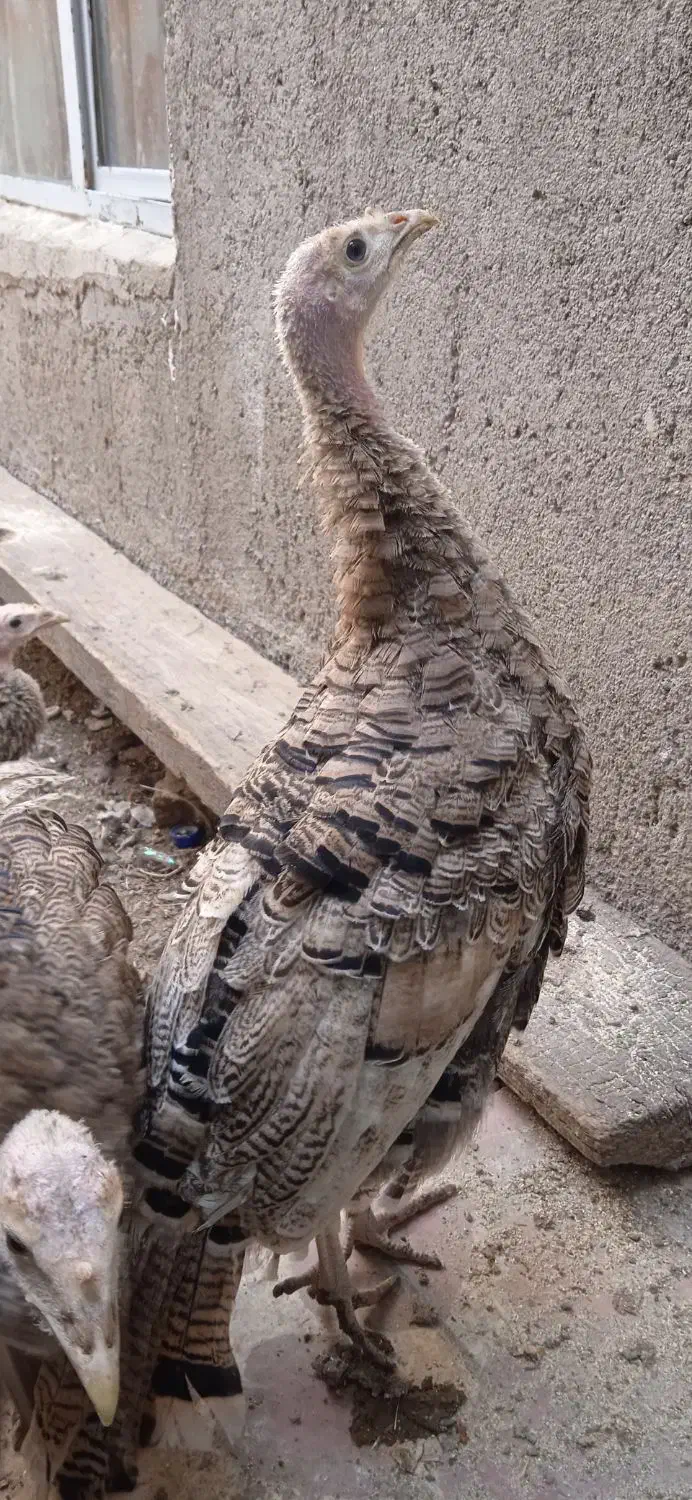 بوقلمون|حیوانات مزرعه|اردبیل, |دیوار