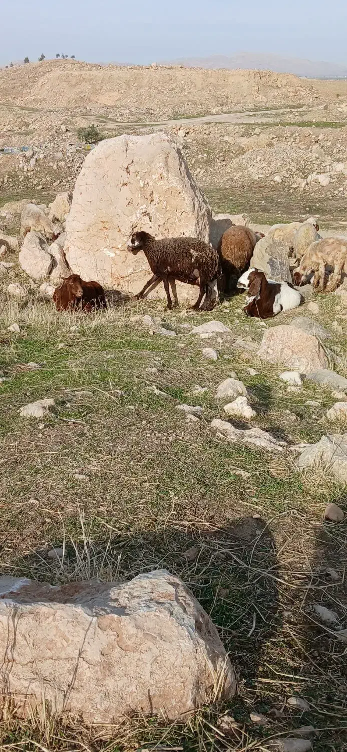 میش ترکی تازه برش فروخته هنوز شیر داره|حیوانات مزرعه|سرپل ذهاب, |دیوار