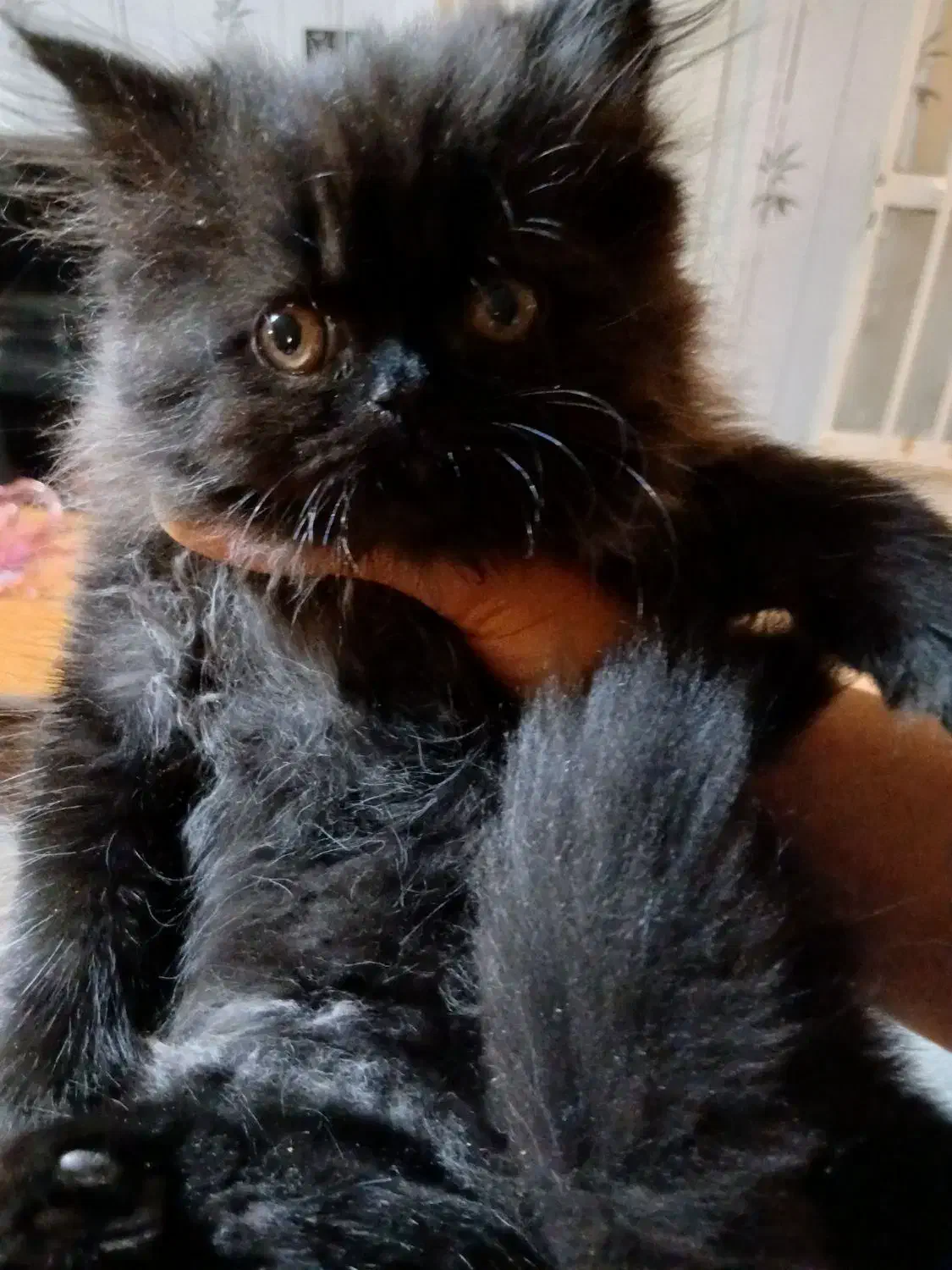 فروش گربه|گربه|کرج, حصار سرجوب|دیوار