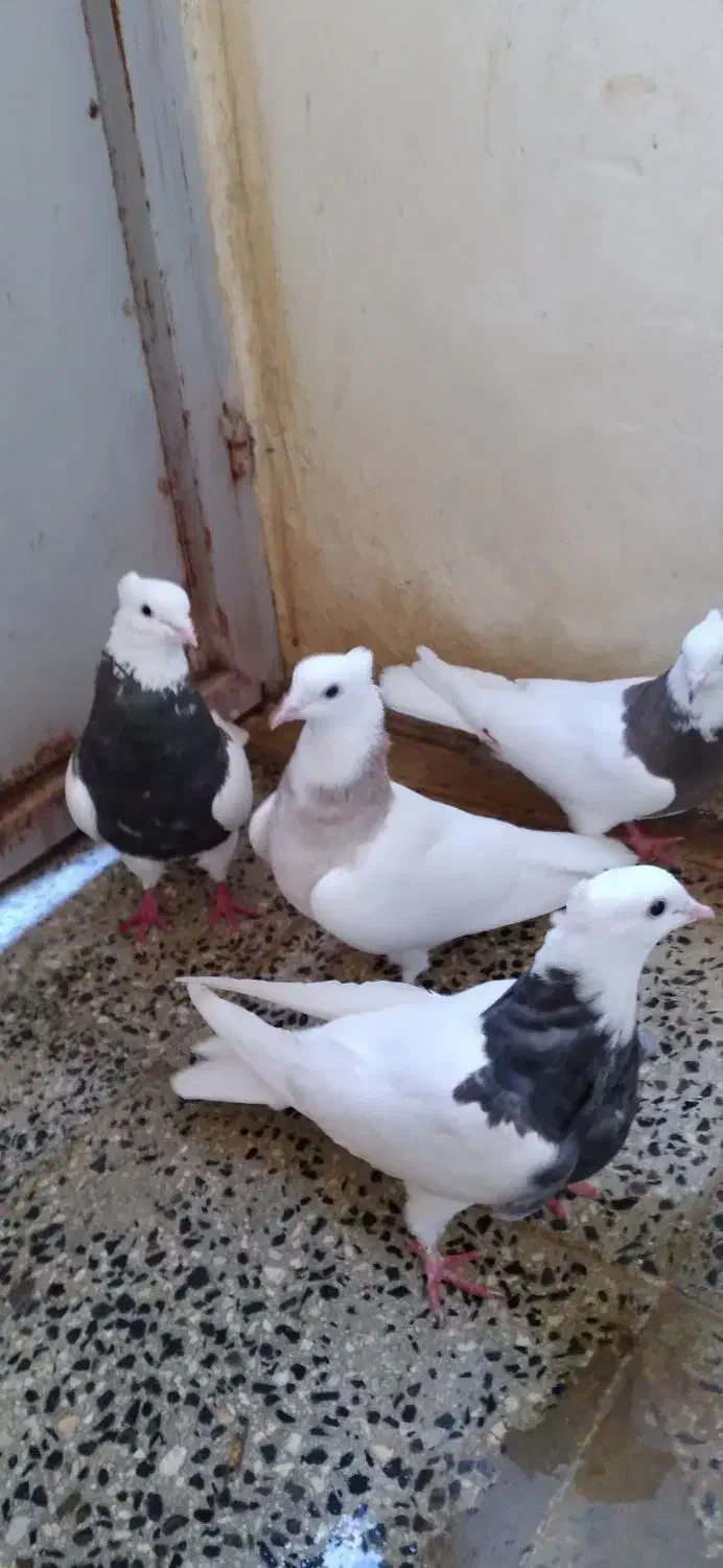 کبوتر|پرنده|بیستون, |دیوار