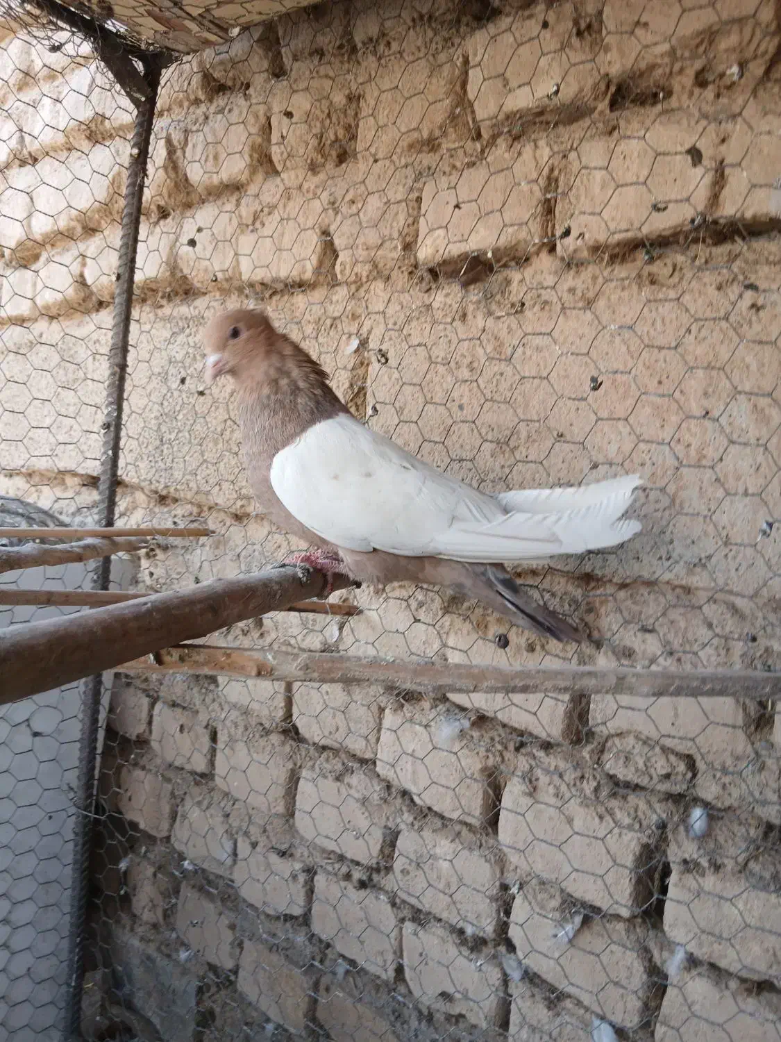 شیش عدد حیون نامبروان|پرنده|شازند, |دیوار