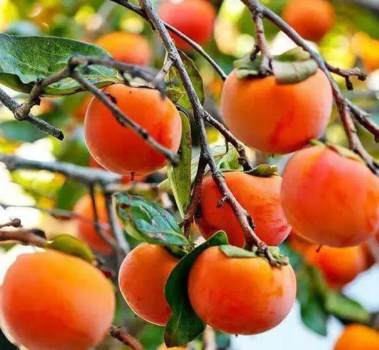 پیشفروش نهال شناسه دار خرمالو|خدمات باغبانی و درختکاری|بدره, |دیوار