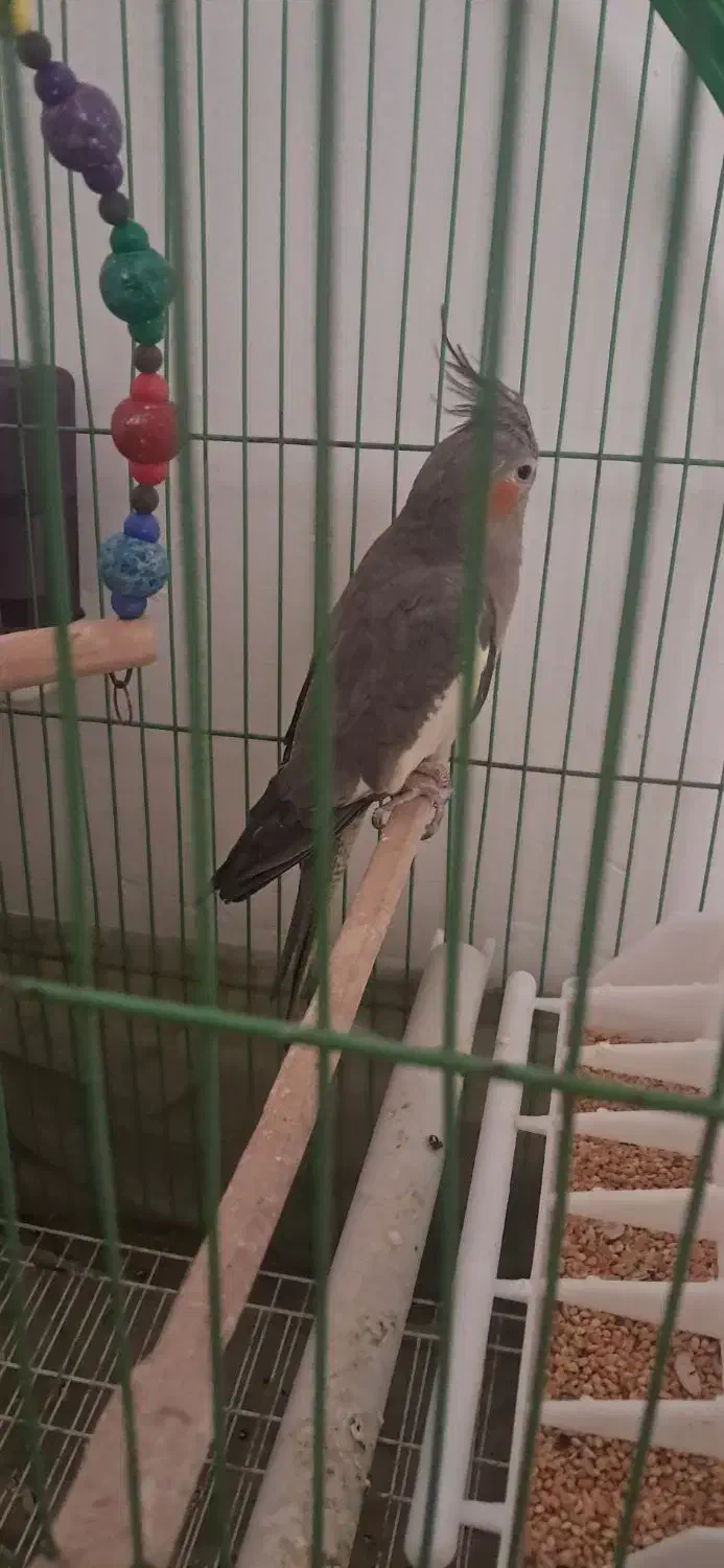 عروس هلندی|پرنده|آستانه اشرفیه, |دیوار