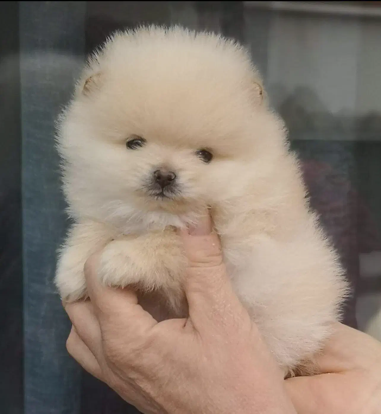 سگ پامر خرسی مستقیم از پرورشدهنده بدون واسطه|سگ|شیراز, باهنر|دیوار