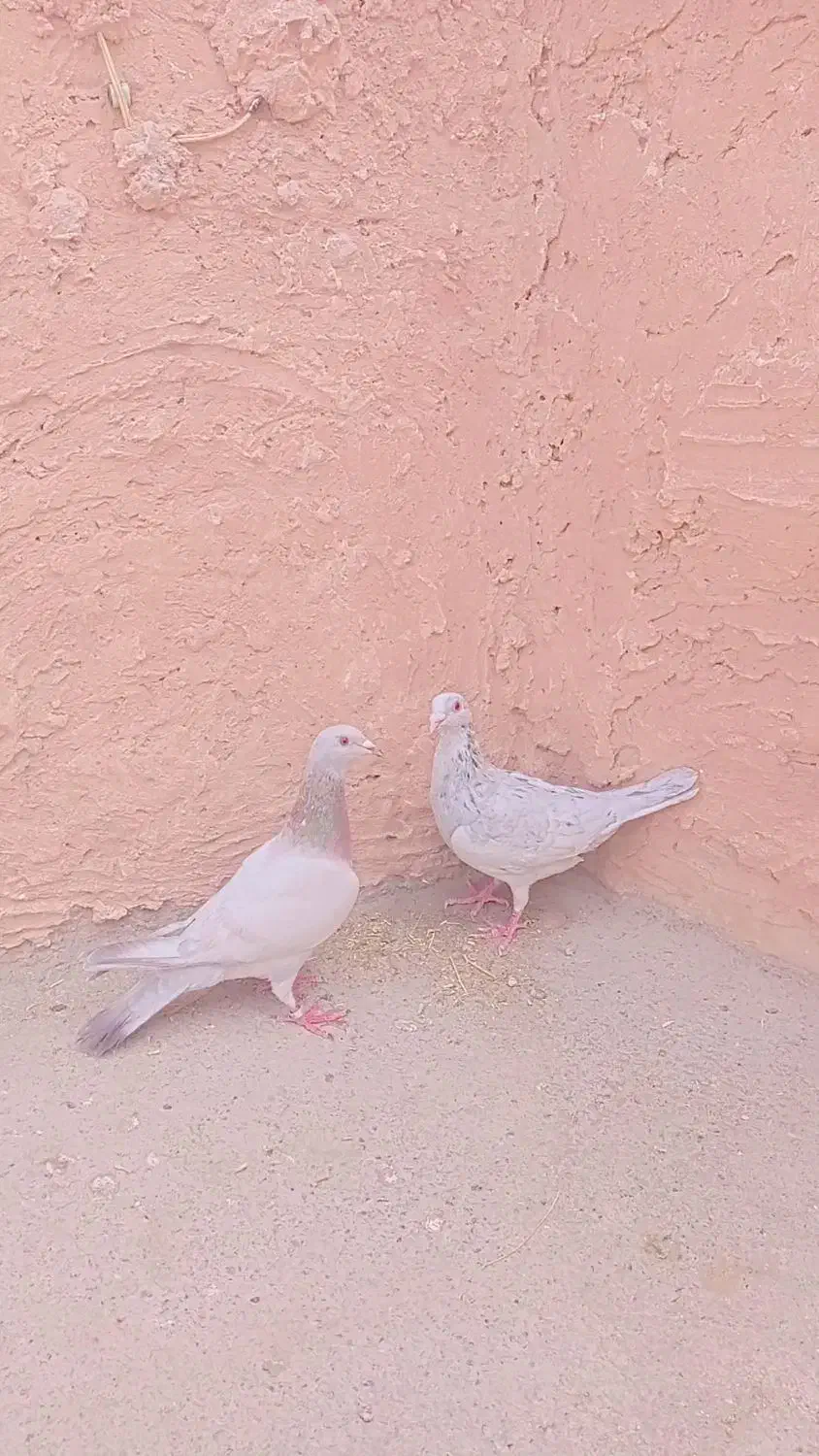 کفتر|پرنده|سبزوار, قصبه شرقی|دیوار