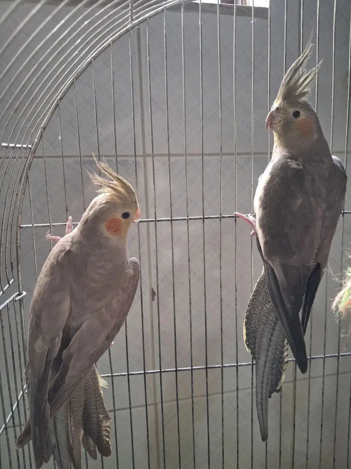 دوعدد عروس هلندی|پرنده|گرگان, |دیوار