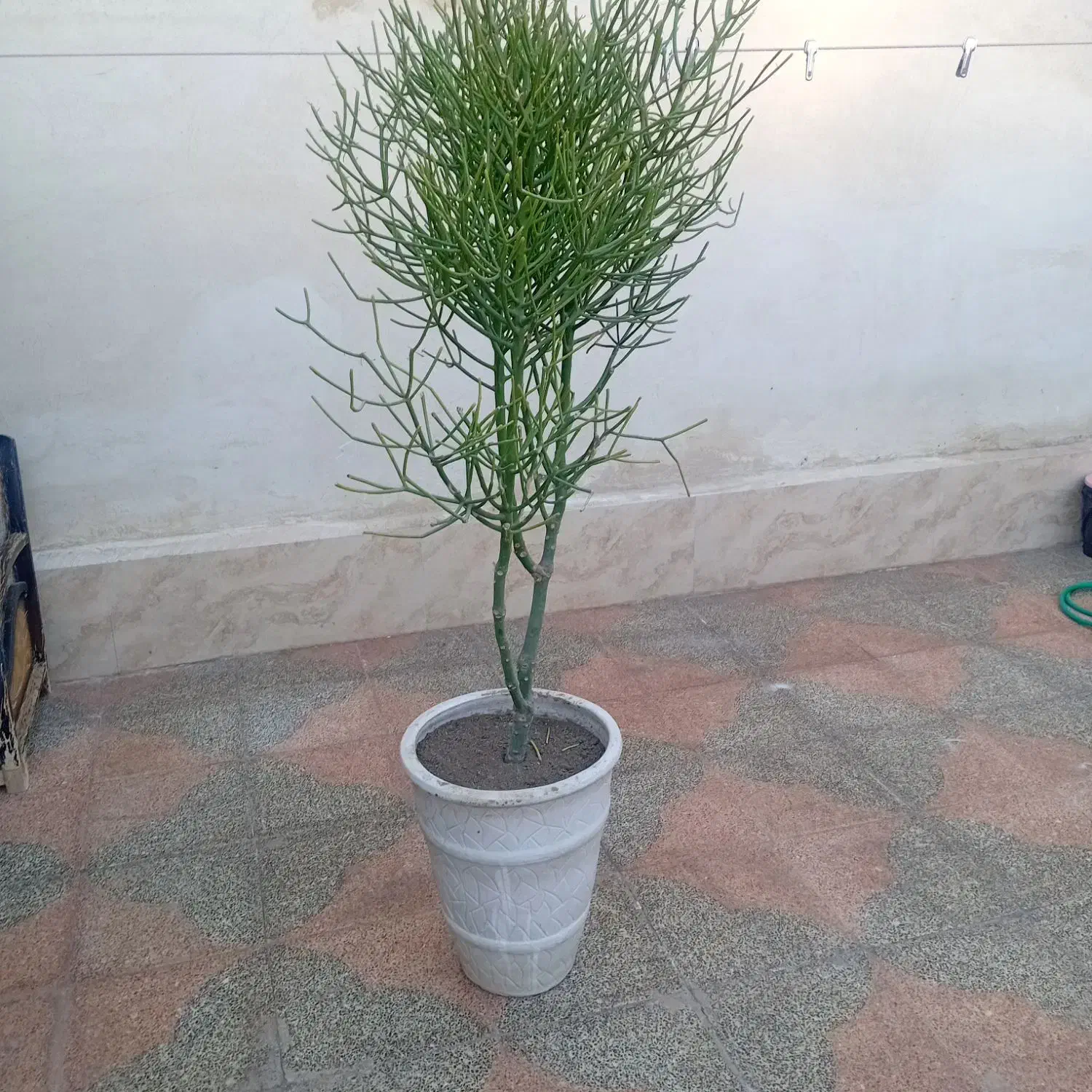 گل گیاه|گل و گیاه طبیعی|فلاورجان, |دیوار