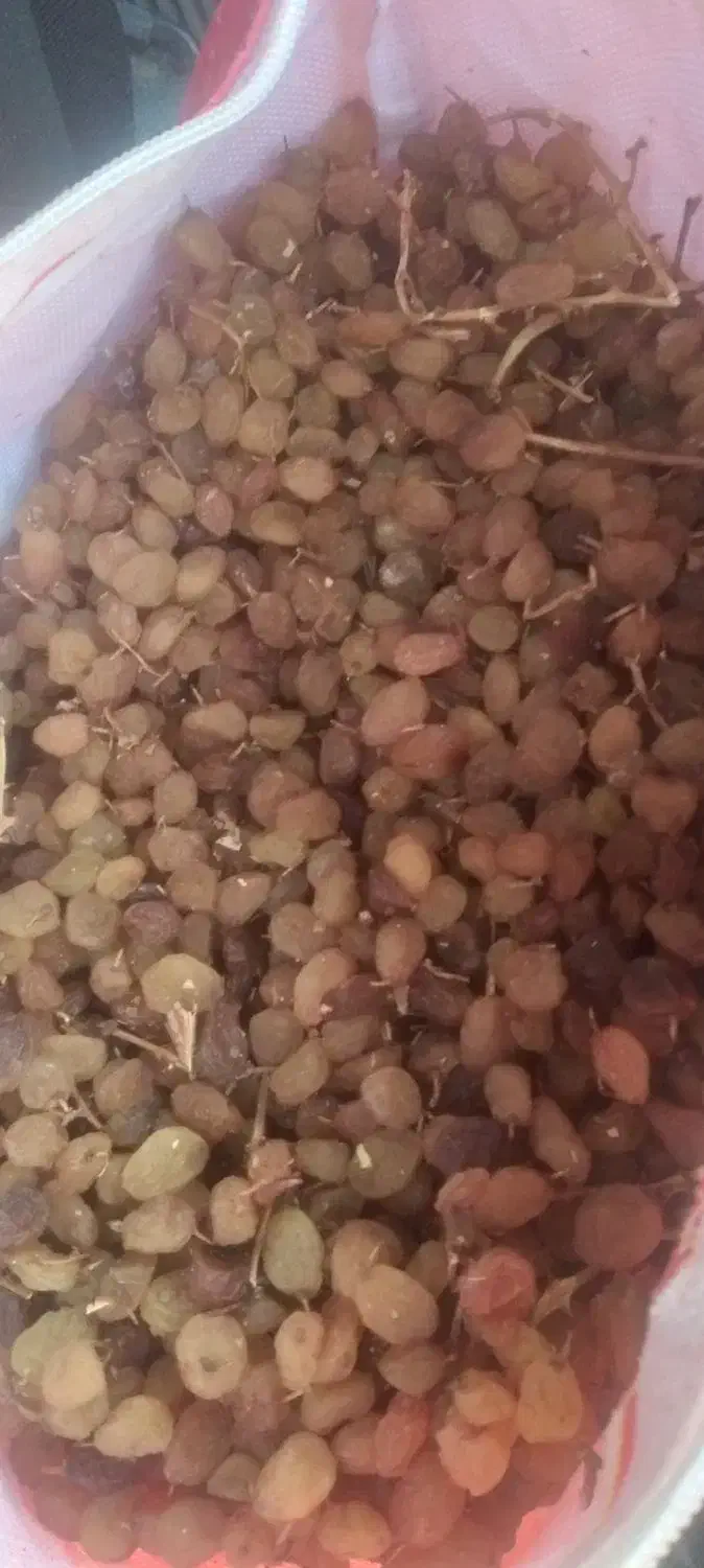 کشمش خوب|خوردنی و آشامیدنی|قوچان, |دیوار