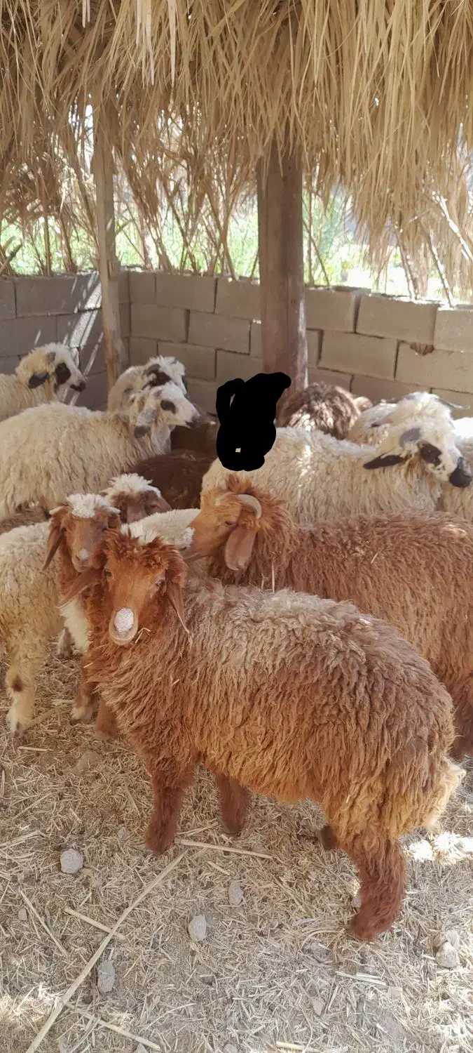 چند عدد بره نر و ماده سالم سرحال|حیوانات مزرعه|هندیجان, |دیوار