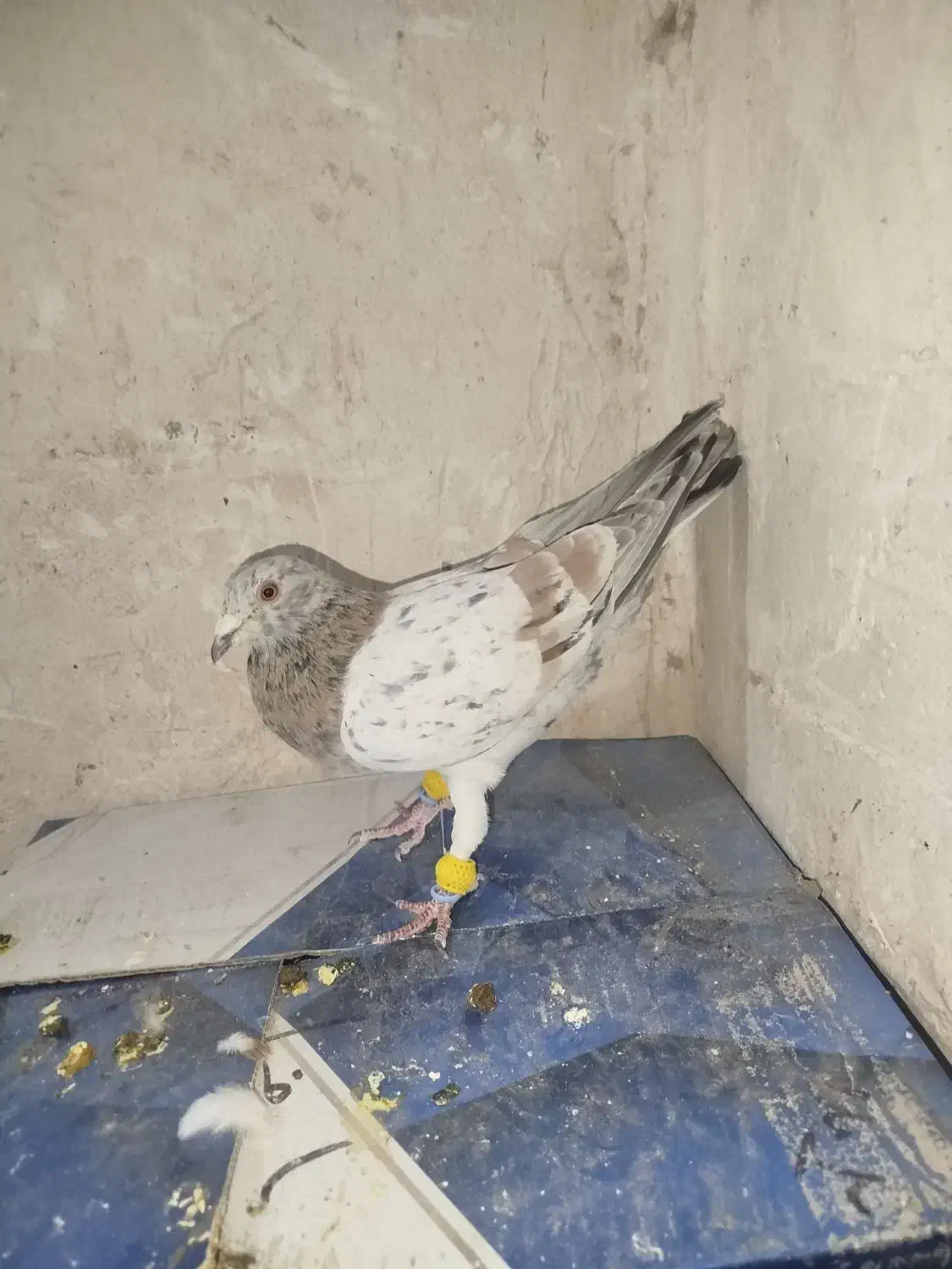 نر هفت رنگ خطی قزوینی|پرنده|رشتخوار, |دیوار