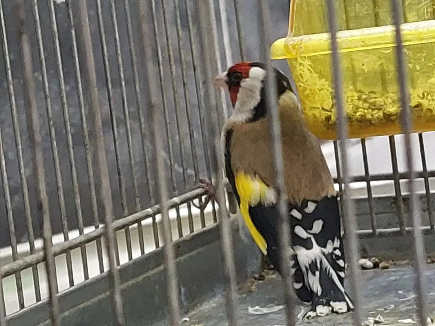 سهره نر|پرنده|کنگاور, |دیوار