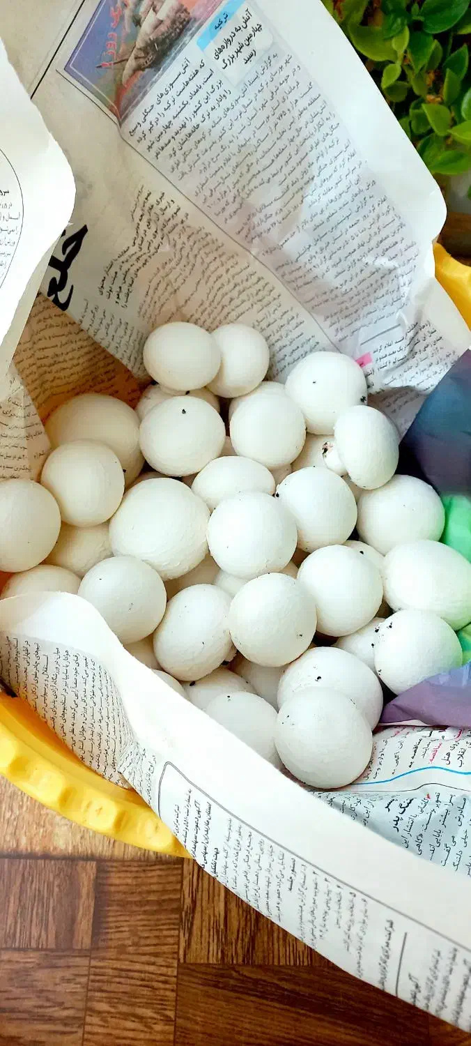 قارچ|خوردنی و آشامیدنی|کردکوی, |دیوار