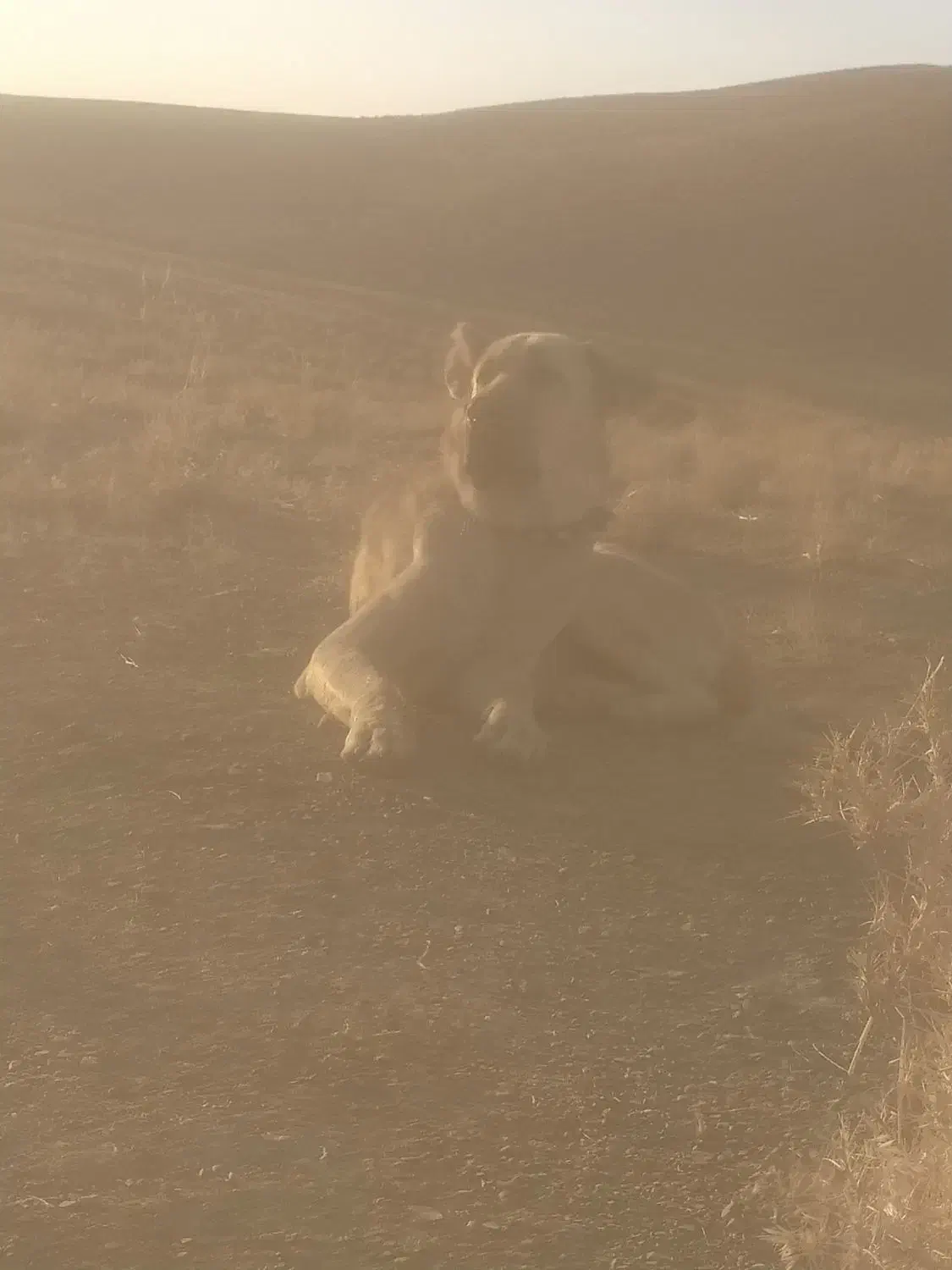 واگذاری سگ|سگ|بن, |دیوار