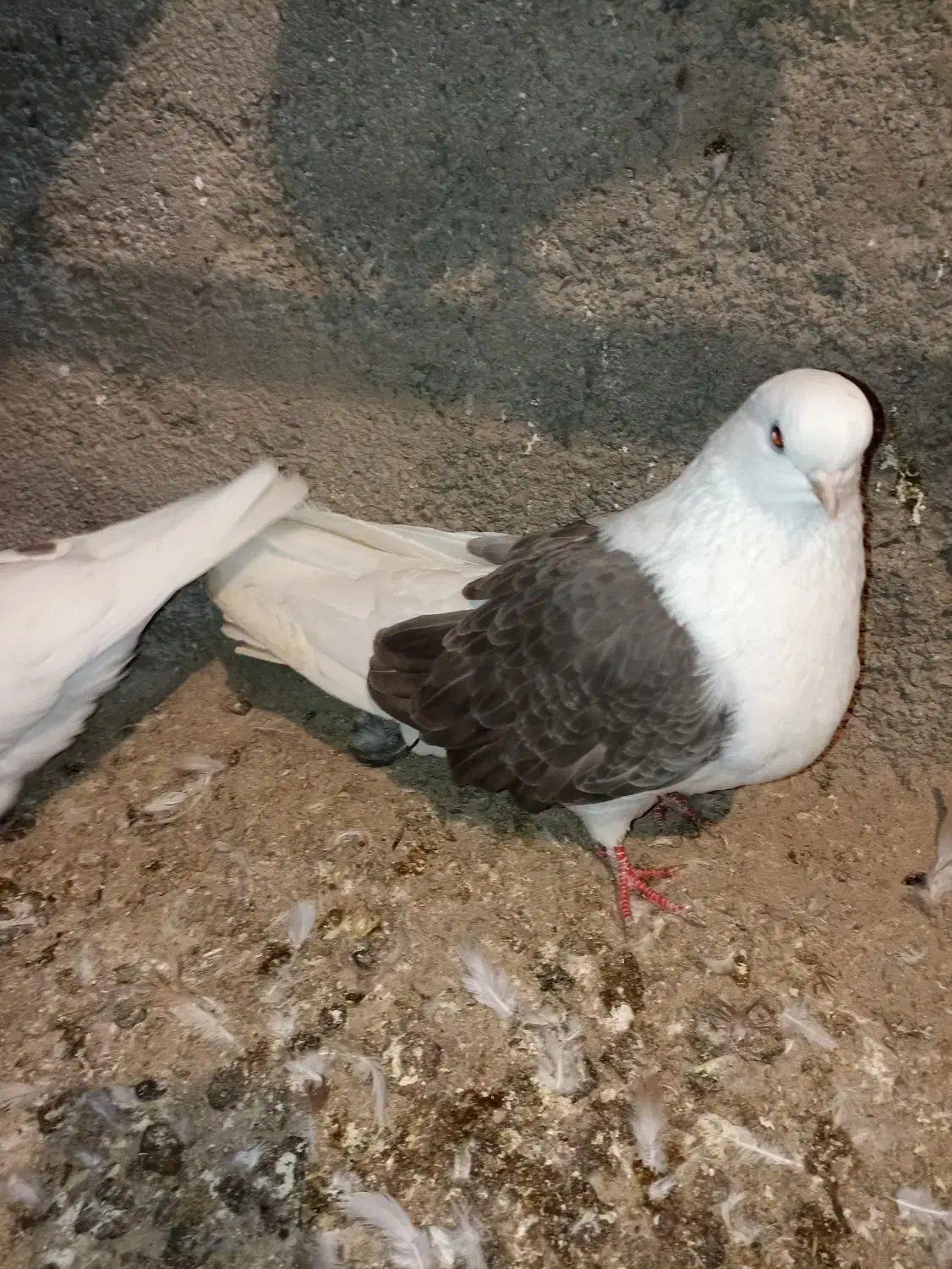 کفتر.دوبال سبز نوک کوتاه.ماده|پرنده|گرگان, |دیوار