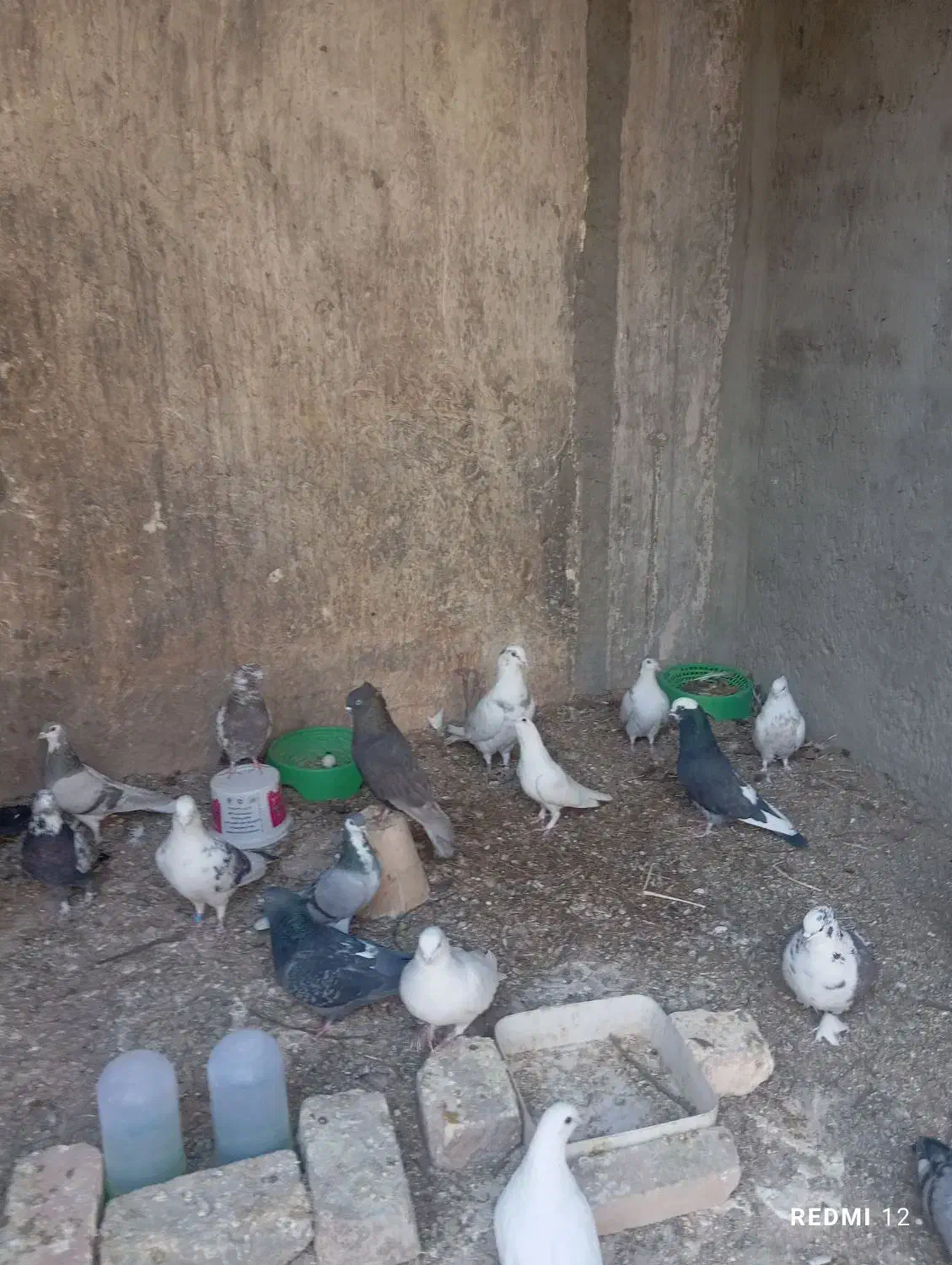 فروش تعدادی کبوتر|پرنده|اصفهان, اندوان|دیوار