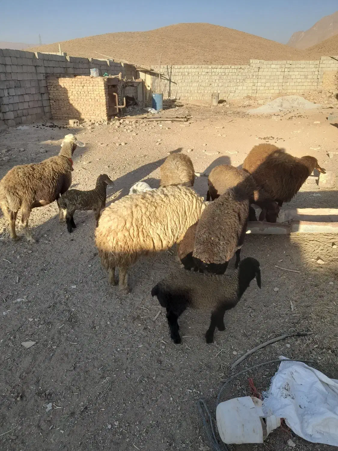 میش افشاری جوان بای شیشک قوچ|حیوانات مزرعه|داران, |دیوار