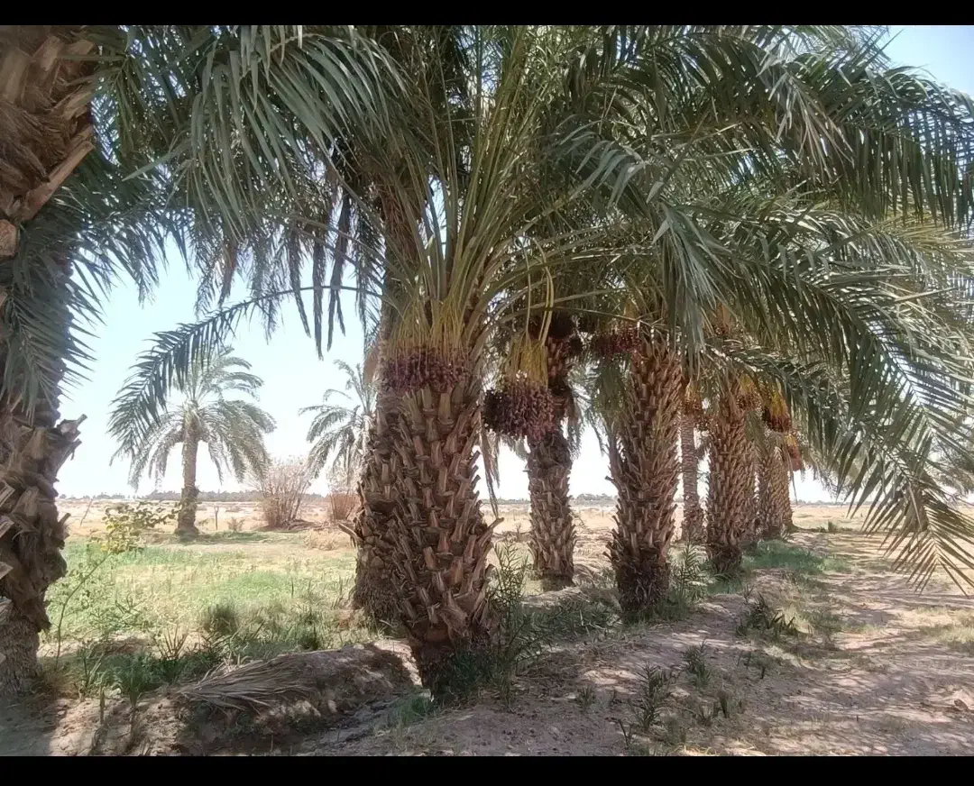 زمین کشاورزی  هرس نخل|خدمات باغبانی و درختکاری|میرجاوه, |دیوار