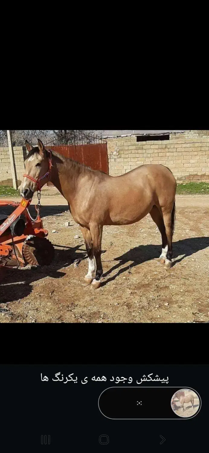 فروش مادیون پایه درهشوری|اسب و تجهیزات اسبسواری|شیراز, سعدیه جنوبی|دیوار