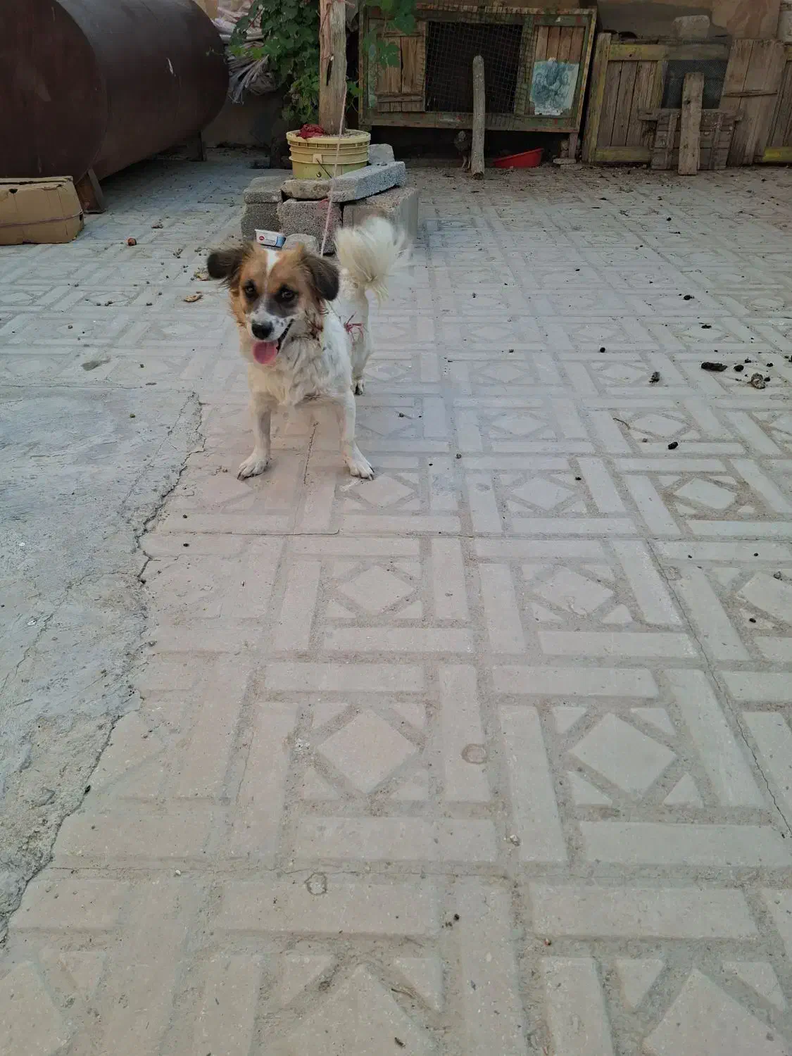 سگ زیبا و باهوش|سگ|شیراز, جرسقان|دیوار