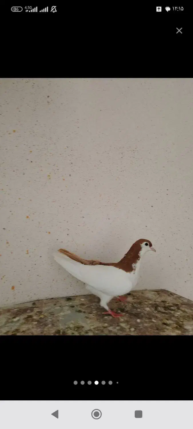 چپ زرد|پرنده|سبزوار, علمدار|دیوار