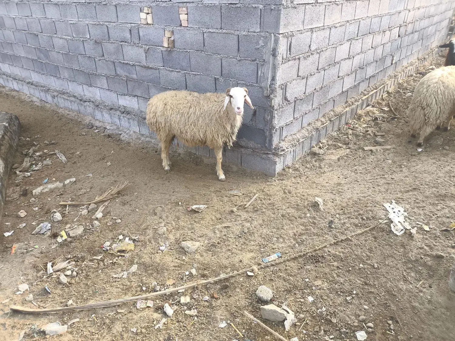 یک عدد بره جوان آبستن خوش خوراک|حیوانات مزرعه|شادگان, |دیوار