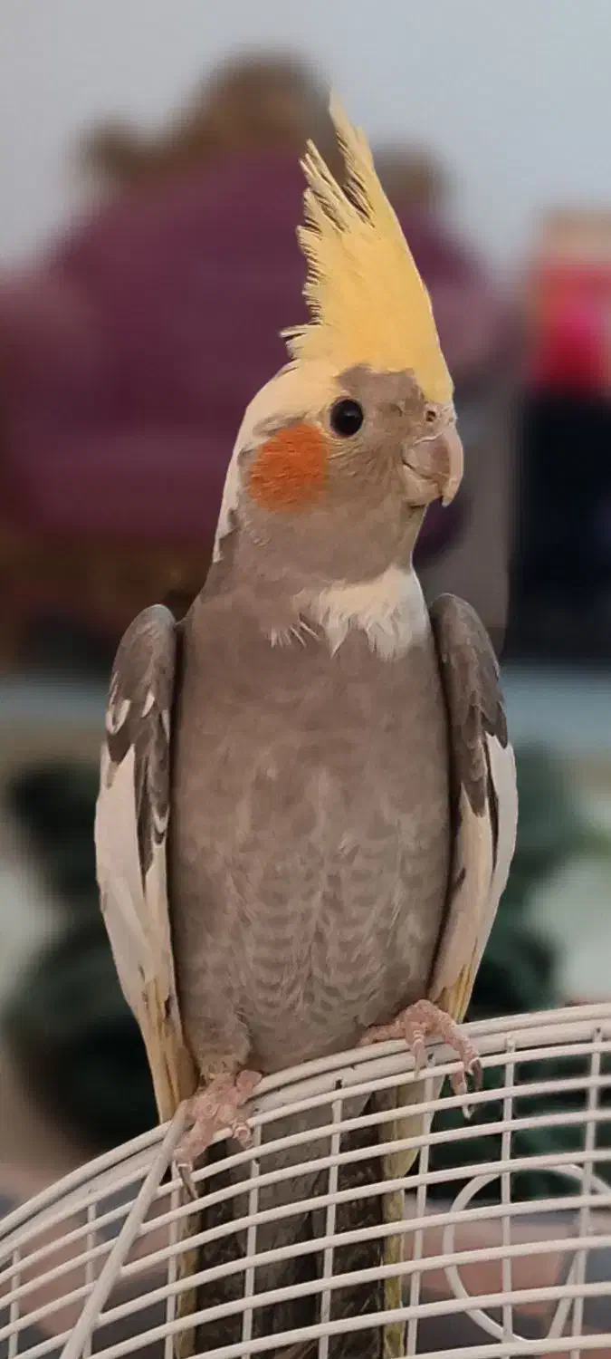 عروس هلندی گمشده|حیوانات|مشهد, شهرک امام هادی (شهرک غرب)|دیوار