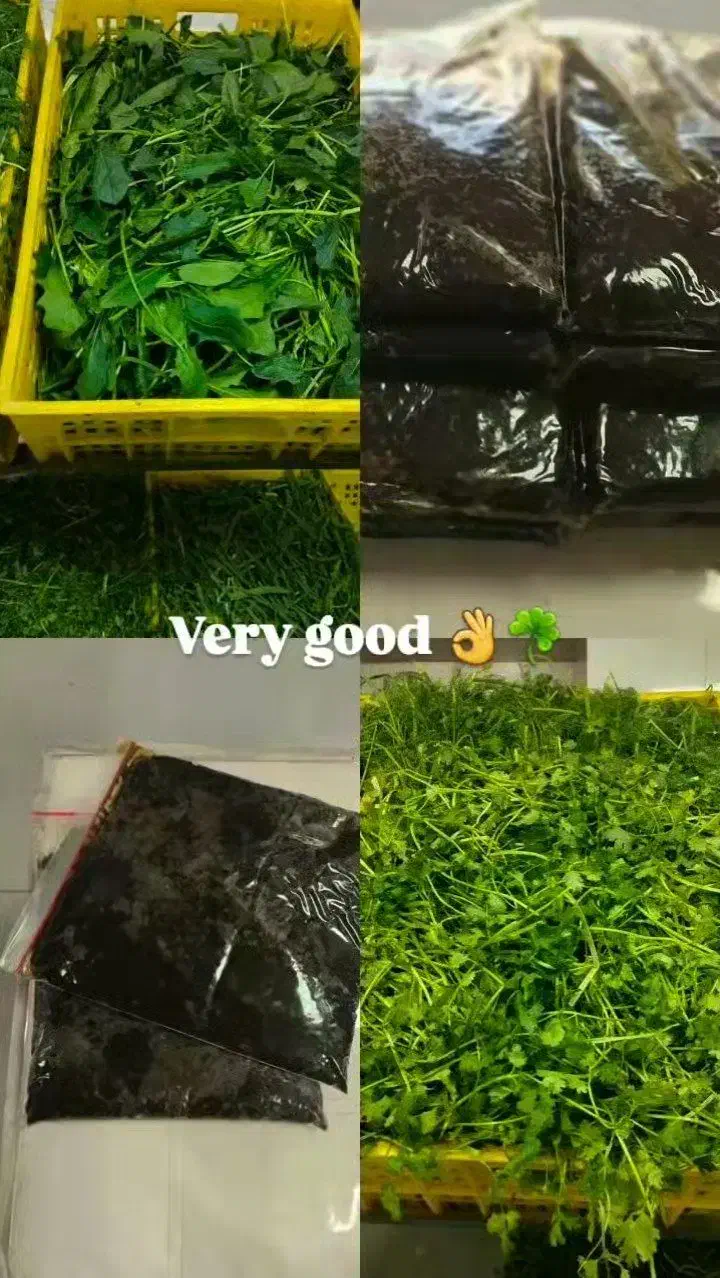 سبزی شمالی و تهرانی|خوردنی و آشامیدنی|فردیس, قریشی|دیوار