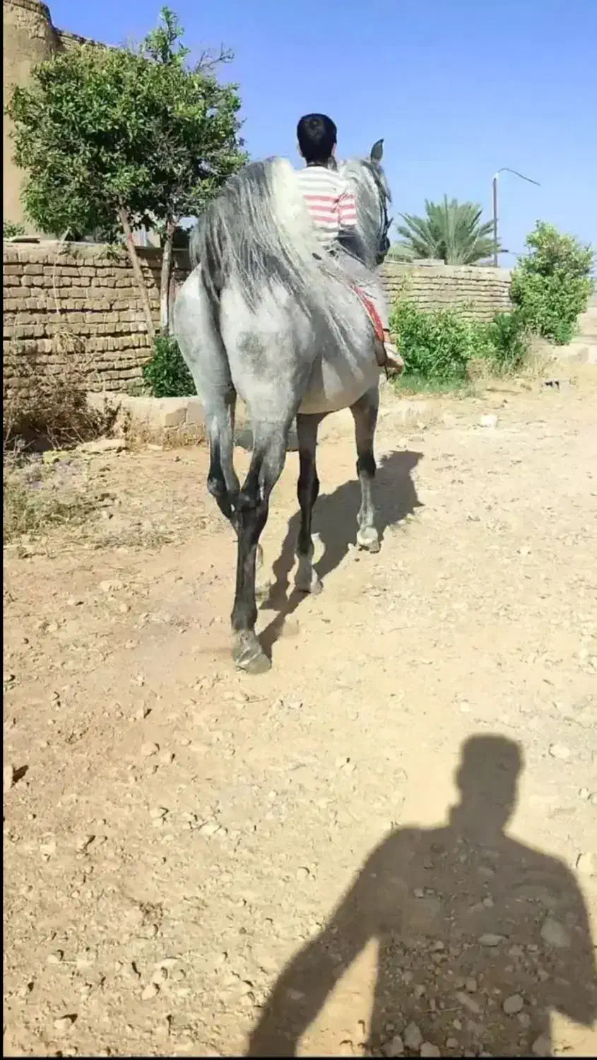 اسب|اسب و تجهیزات اسبسواری|کازرون, |دیوار