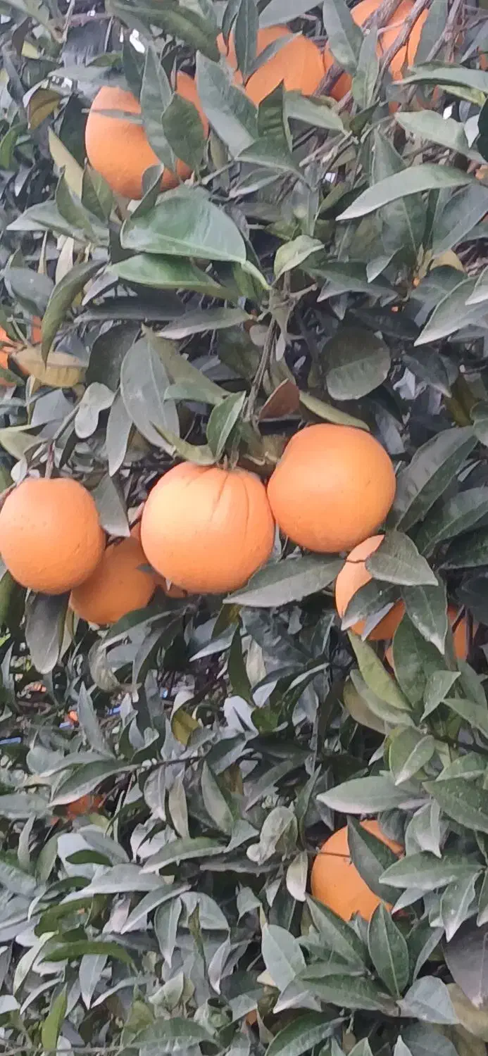 فروش پرتقال تامسون|خوردنی و آشامیدنی|نشتارود, |دیوار