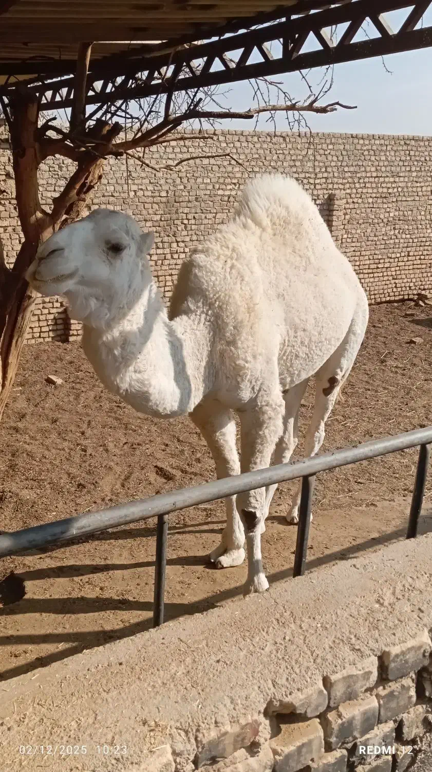 شتر نر|حیوانات مزرعه|اشکذر, |دیوار