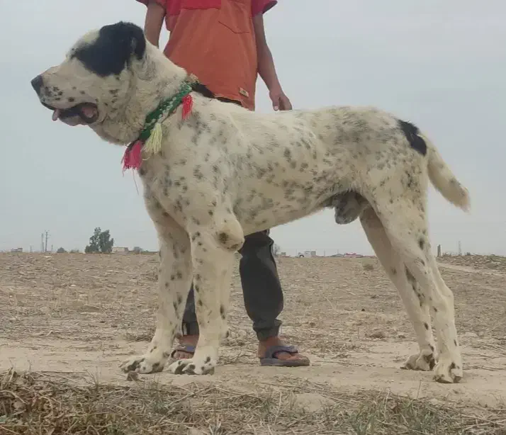 سگ آلابای روسیه|سگ|رضویه, |دیوار