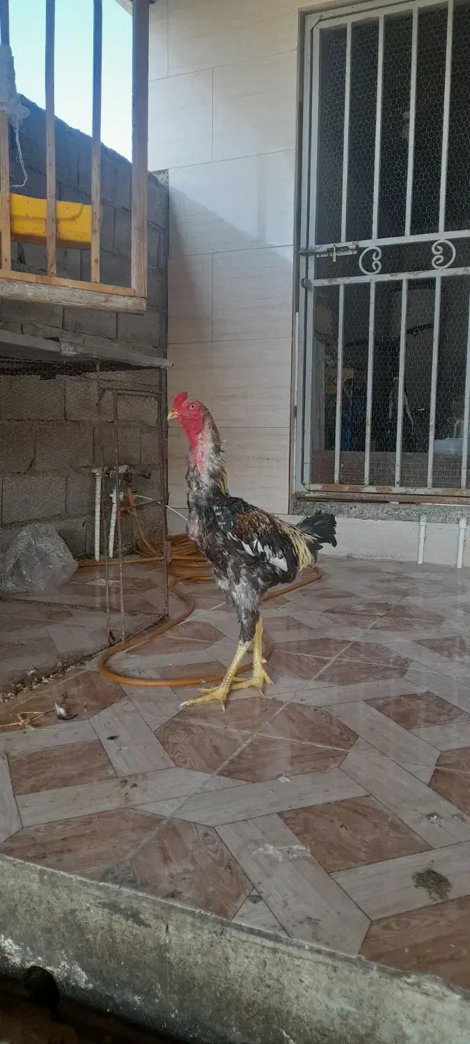 مرغ خروس لاری سالم سرحال|حیوانات مزرعه|گمیشان, |دیوار