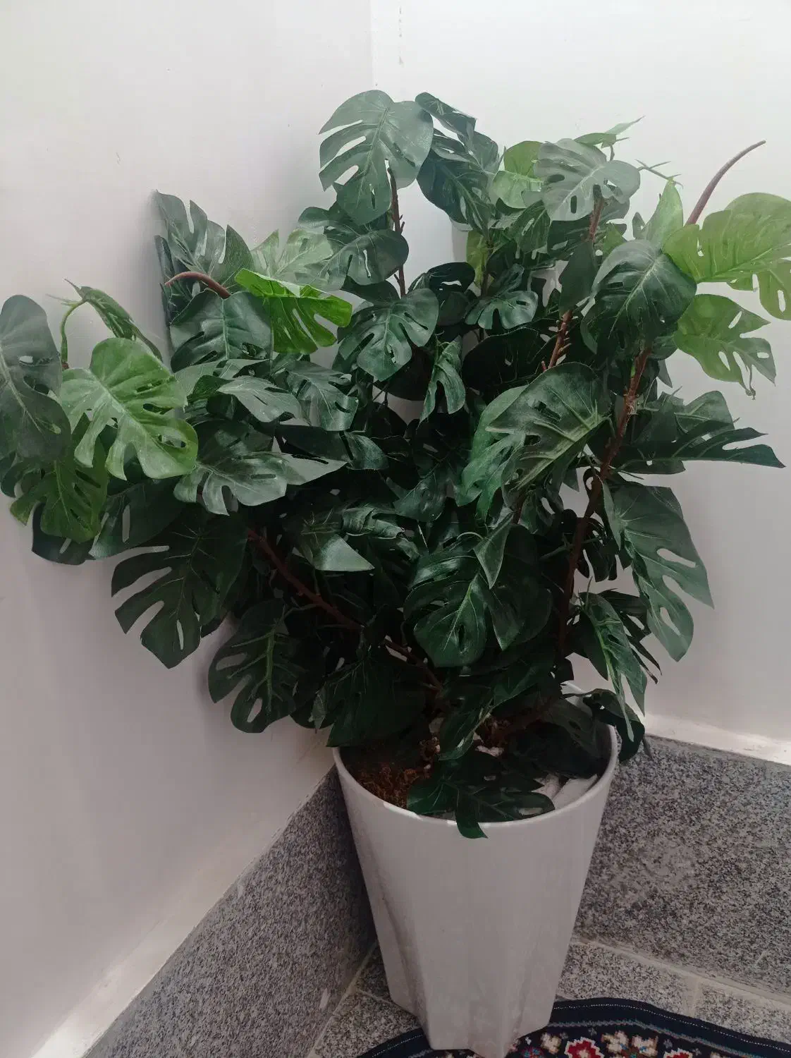 درختچه های زیبا|گل مصنوعی|بروجرد, |دیوار