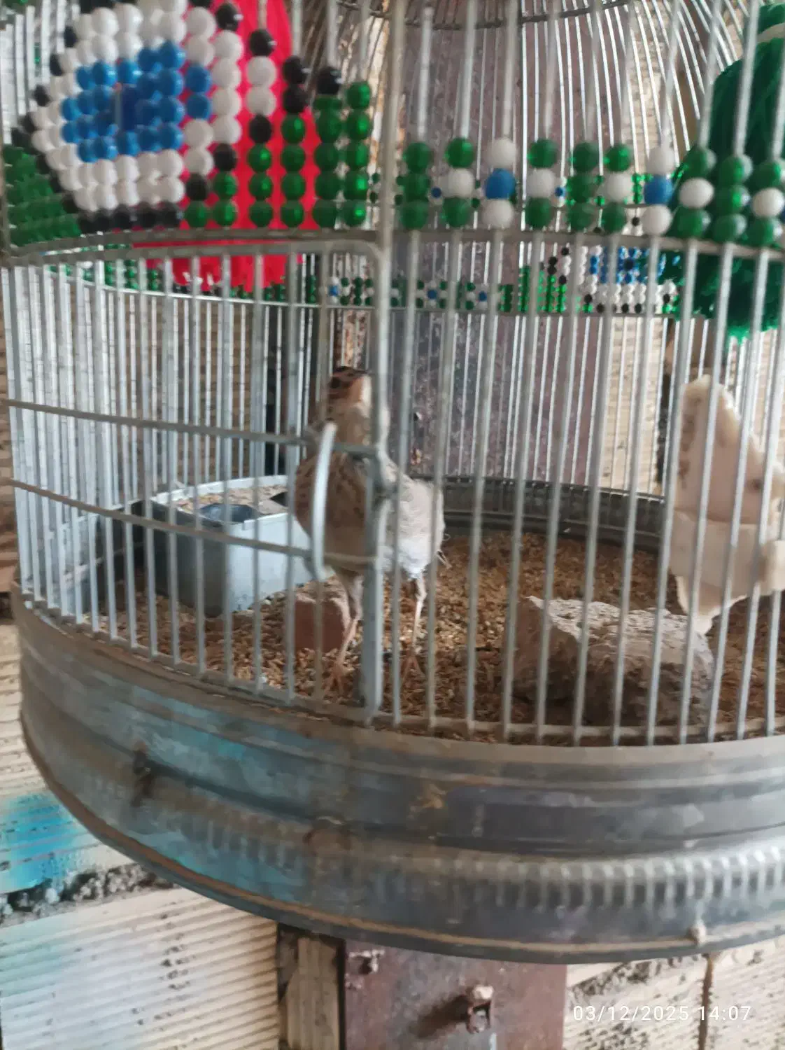 پرنده خاکی|پرنده|شوش, |دیوار