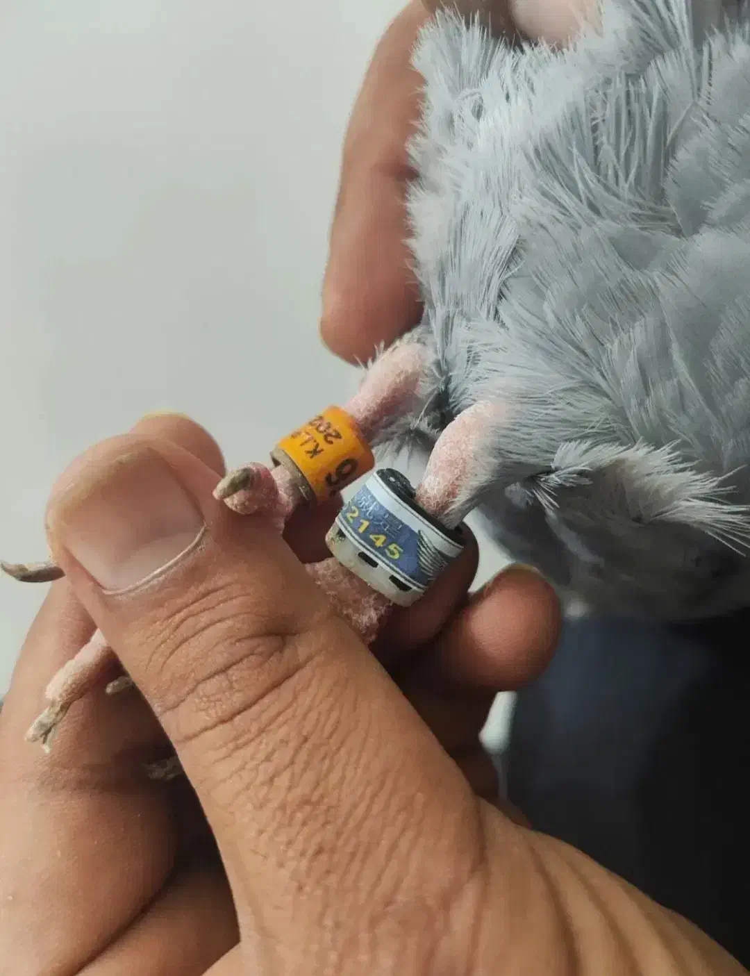 کبوتر مسافتی|پرنده|بشاریات, |دیوار