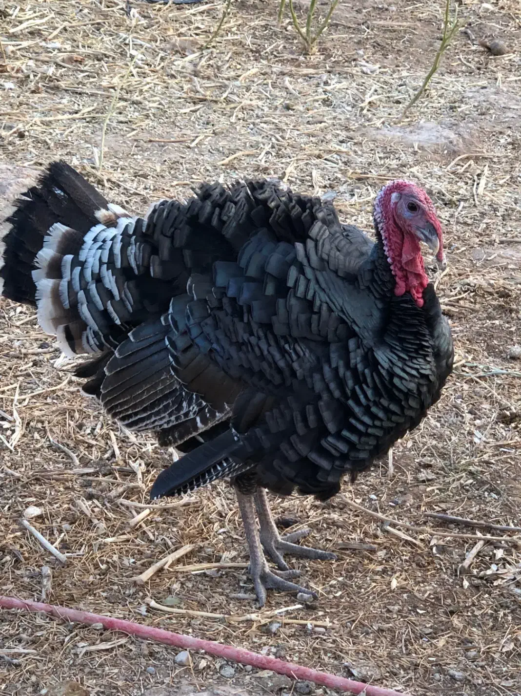 بوقلمون نر|حیوانات مزرعه|چناران, |دیوار