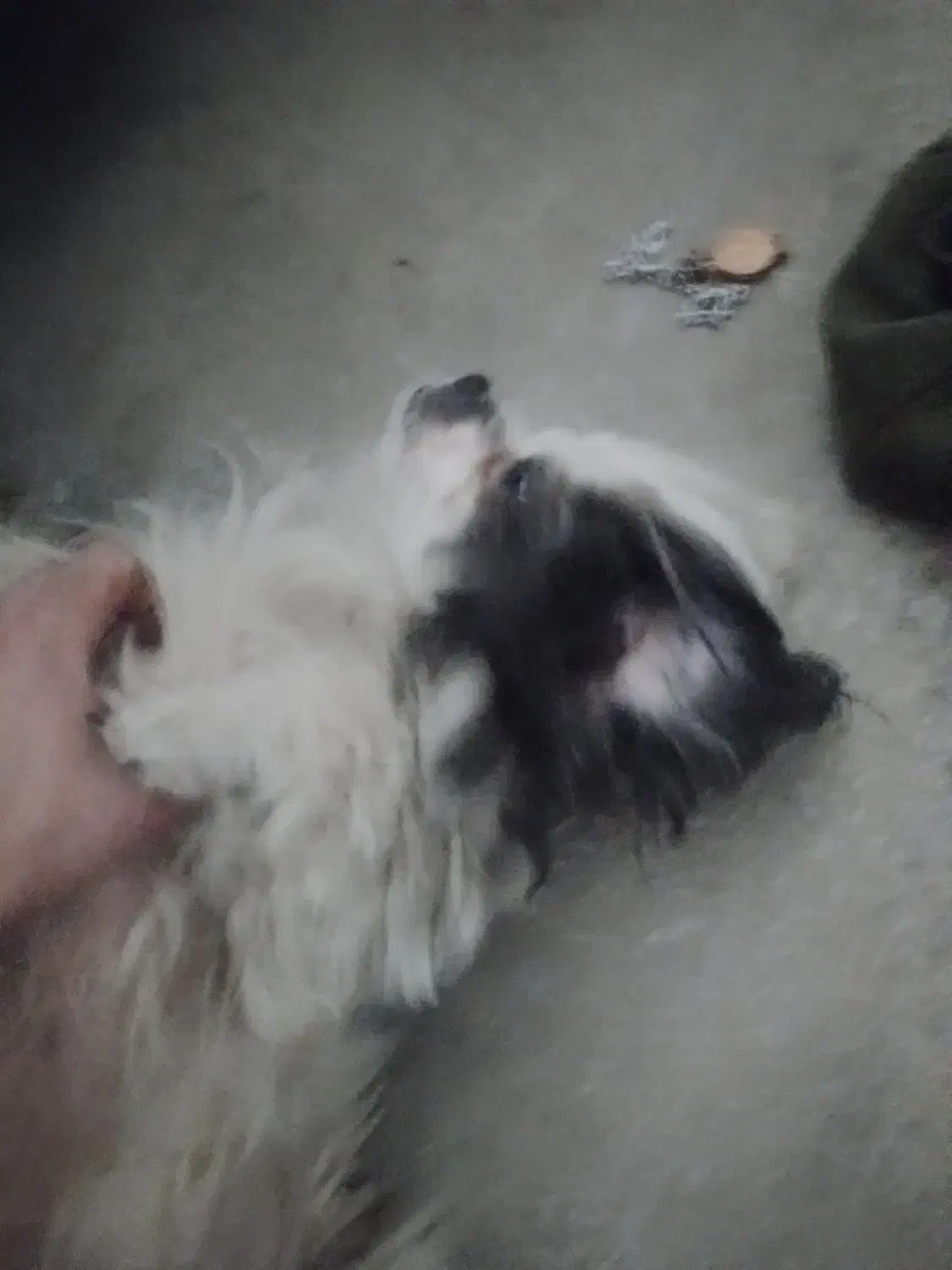 واگذاری سگ خانگی|سگ|زرین دشت (همدان), |دیوار