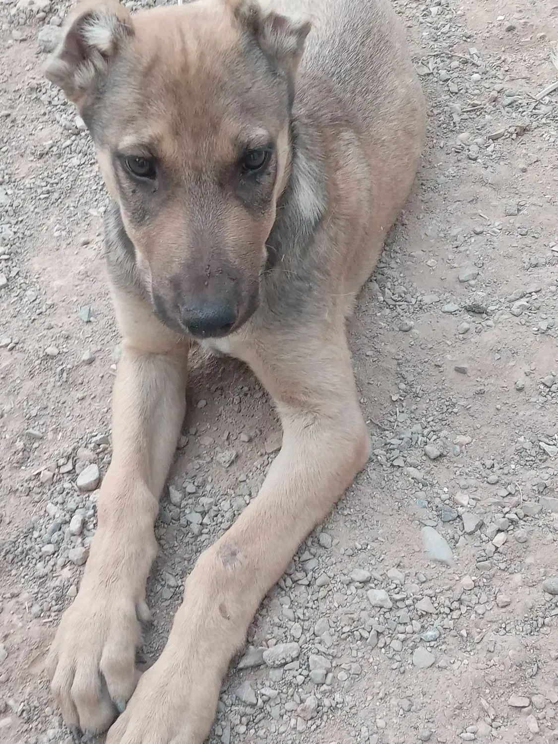 واگذاری توله|سگ|بردسکن, |دیوار